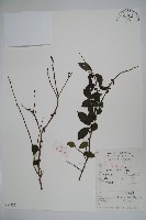 密毛假黃楊藏品圖，第1張