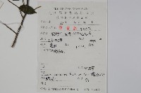 密毛假黃楊藏品圖，第2張