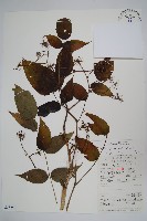 長刺蔥木藏品圖，第1張