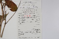 長刺蔥木藏品圖，第2張