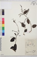 多花勾兒茶, 多花黃鱔藤藏品圖，第1張