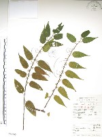 銳葉山黃麻藏品圖，第1張