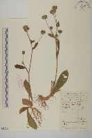 薄葉艾納香藏品圖，第1張