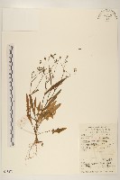 兔仔菜藏品圖，第1張