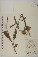 華薊藏品圖，第1張