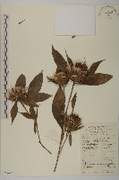 白朮藏品圖，第1張