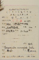 白朮藏品圖，第2張