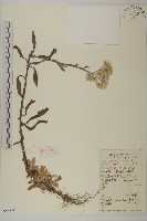 香青藏品圖，第1張