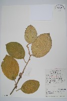 毛花楊桃藏品圖，第1張