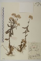 絨毛黃腺香青藏品圖，第1張