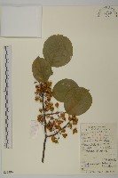 灰葉南蛇藤藏品圖，第1張