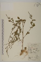 藜、灰藜藏品圖，第1張