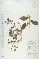 木半夏藏品圖，第1張