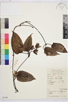 亨利氏鐵線蓮藏品圖，第1張