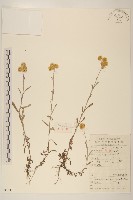 秋鼠麴草藏品圖，第1張