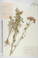 微毛柃藏品圖，第1張