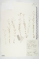 鼠耳芥藏品圖，第1張