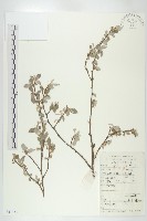 木半夏藏品圖，第1張