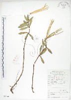 石吊蘭、吊石苣苔藏品圖，第1張