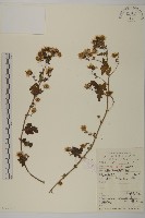 油菊、野菊藏品圖，第1張