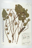 川續斷藏品圖，第1張