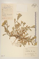 枇杷葉莢迷藏品圖，第1張