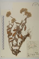 絨毛黃腺香青藏品圖，第1張