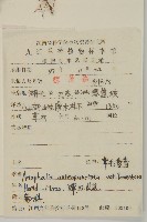 絨毛黃腺香青藏品圖，第2張