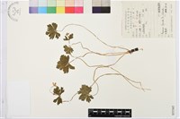 鵝掌草藏品圖，第1張