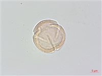 中國旌節花藏品圖，第2張