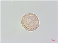 中國旌節花藏品圖，第3張