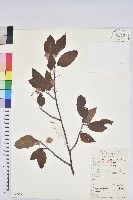 水青岡藏品圖，第1張