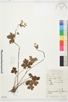 毛茛藏品圖，第1張