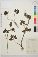 辣子草、揚子毛茛藏品圖，第1張