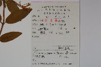 忍冬、金銀花藏品圖，第2張