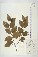 四照花、山荔枝藏品圖，第1張