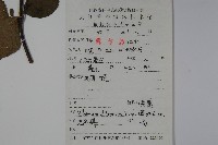 莢迷藏品圖，第2張