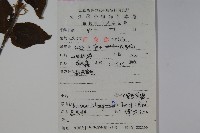 宜昌莢迷藏品圖，第2張