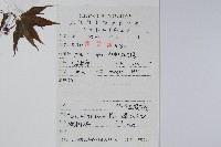 五裂槭藏品圖，第2張