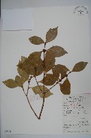 厚葉冬青藏品圖，第1張