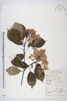 燈臺樹藏品圖，第1張