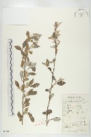 木半夏藏品圖，第1張