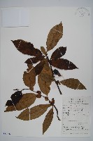 八角楓、瓜木藏品圖，第1張