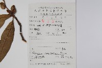 八角楓、瓜木藏品圖，第2張