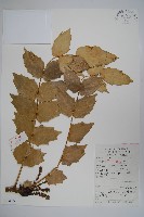 闊葉十大功勞藏品圖，第1張