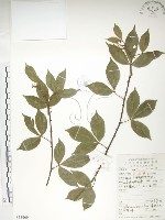 飛龍掌血藏品圖，第1張