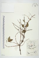 馬桑藏品圖，第1張