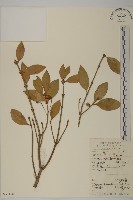 扶芳藤藏品圖，第1張