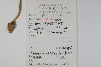 杏葉沙參藏品圖，第2張