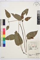 亨利氏鐵線蓮藏品圖，第1張